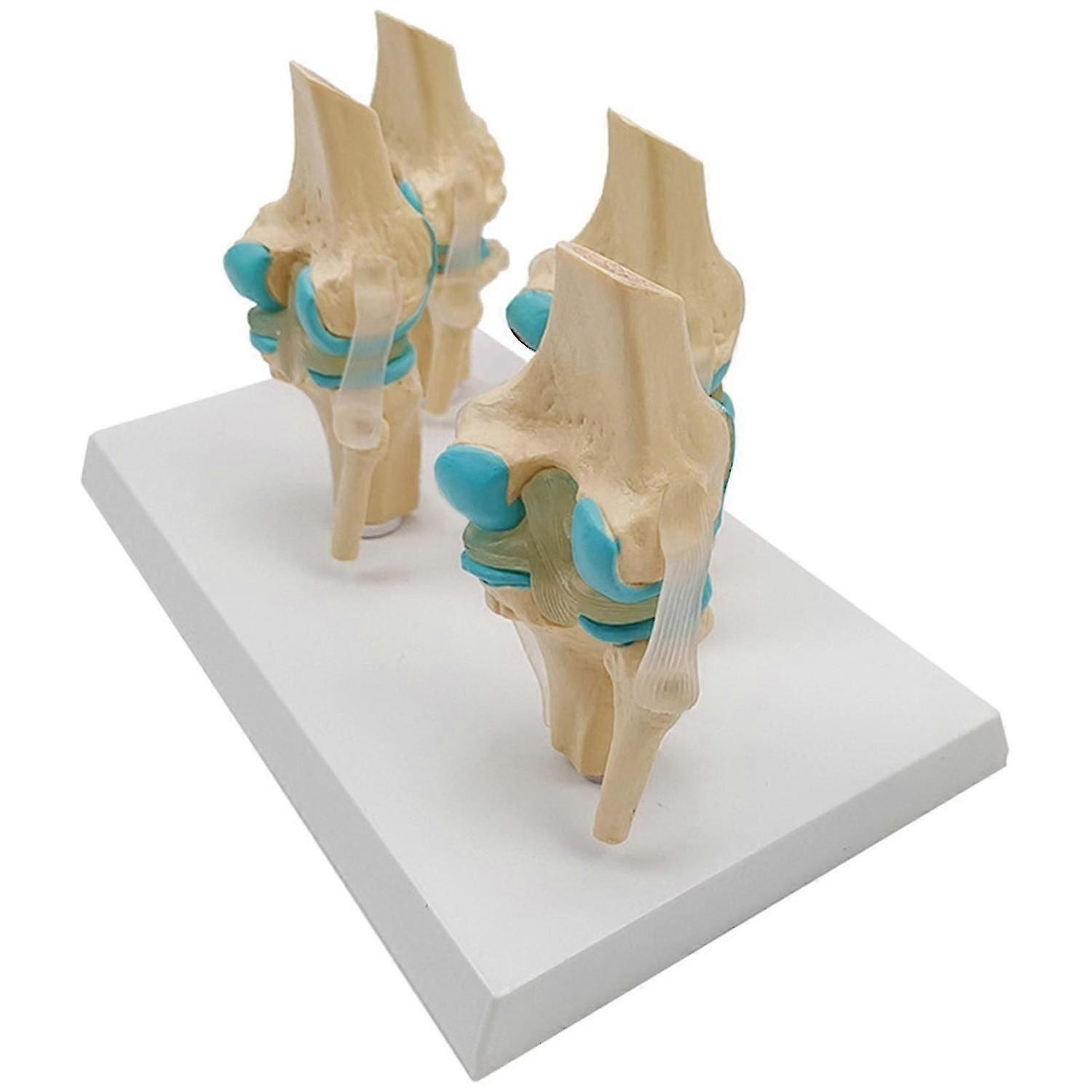 Pvc Human Knee Joint Model