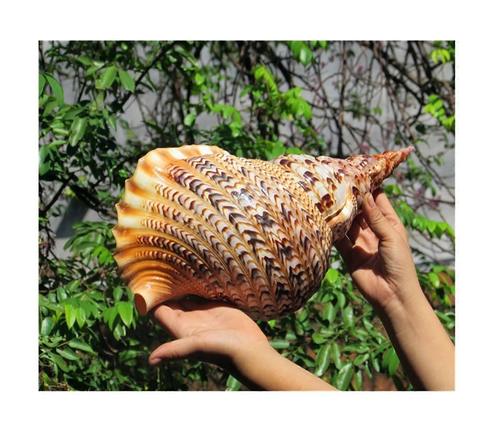 Natural Conch Shells Phoenix Tail Snails Decorative Seashells for Crafts and Wedding Centerpieces