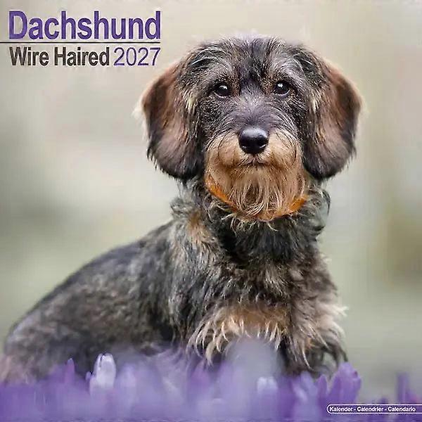 Avonside Wire-haired Dachshund Calendar 2026