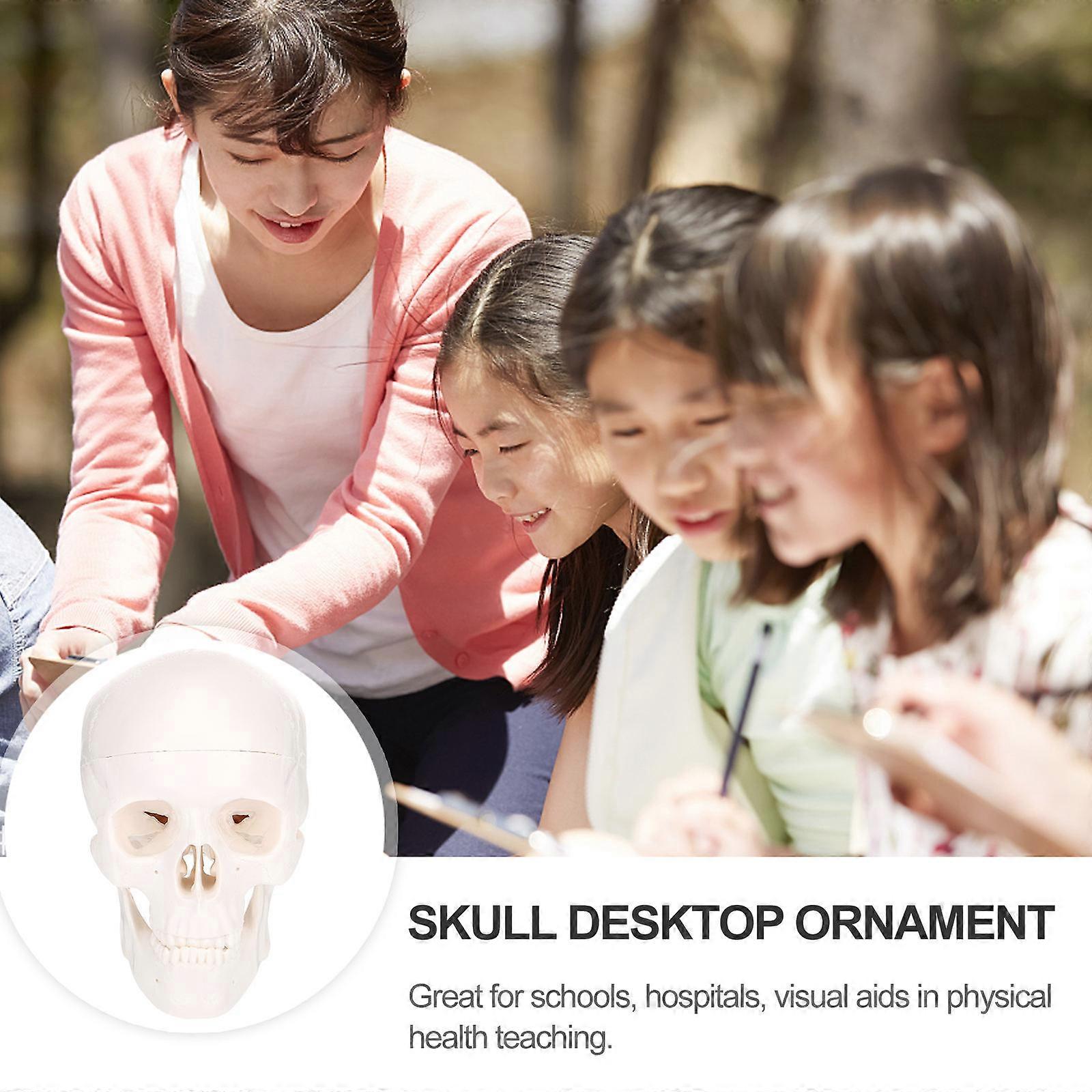 Skull Model Plastic Skull Model for School Use 1Pcs White