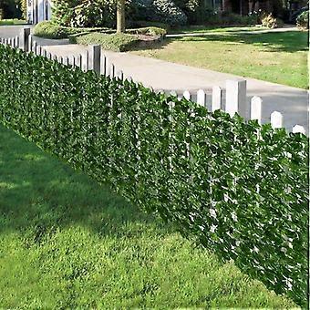 hedera algeriensis bellecour Hedera Algeriensis - Algerian Ivy