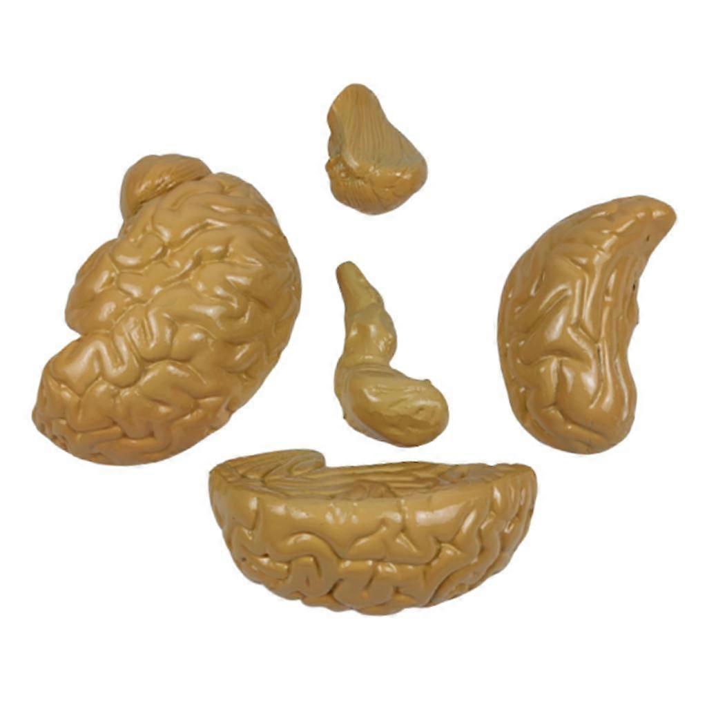 Life Size Human Brain Model for Kids Education