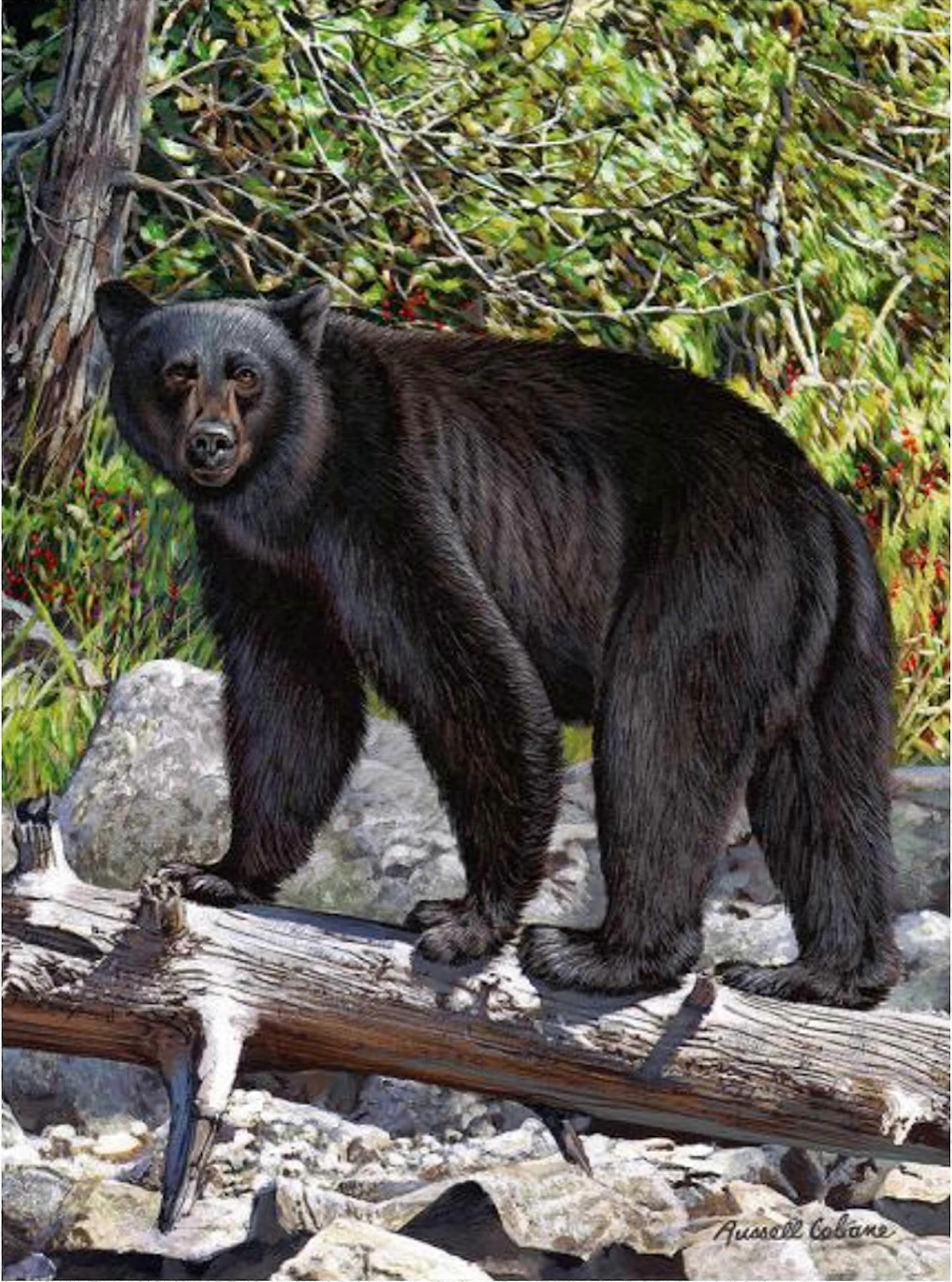 Presente Essentials 1000 Peça Puzzle, Urso Preto, e Estilo Infantil 659