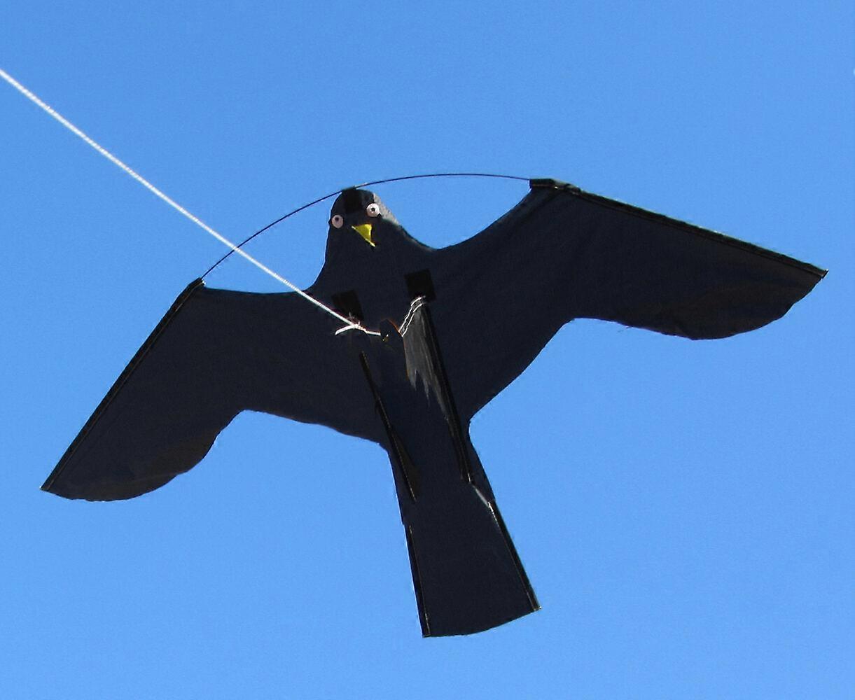 Birdshield Kite