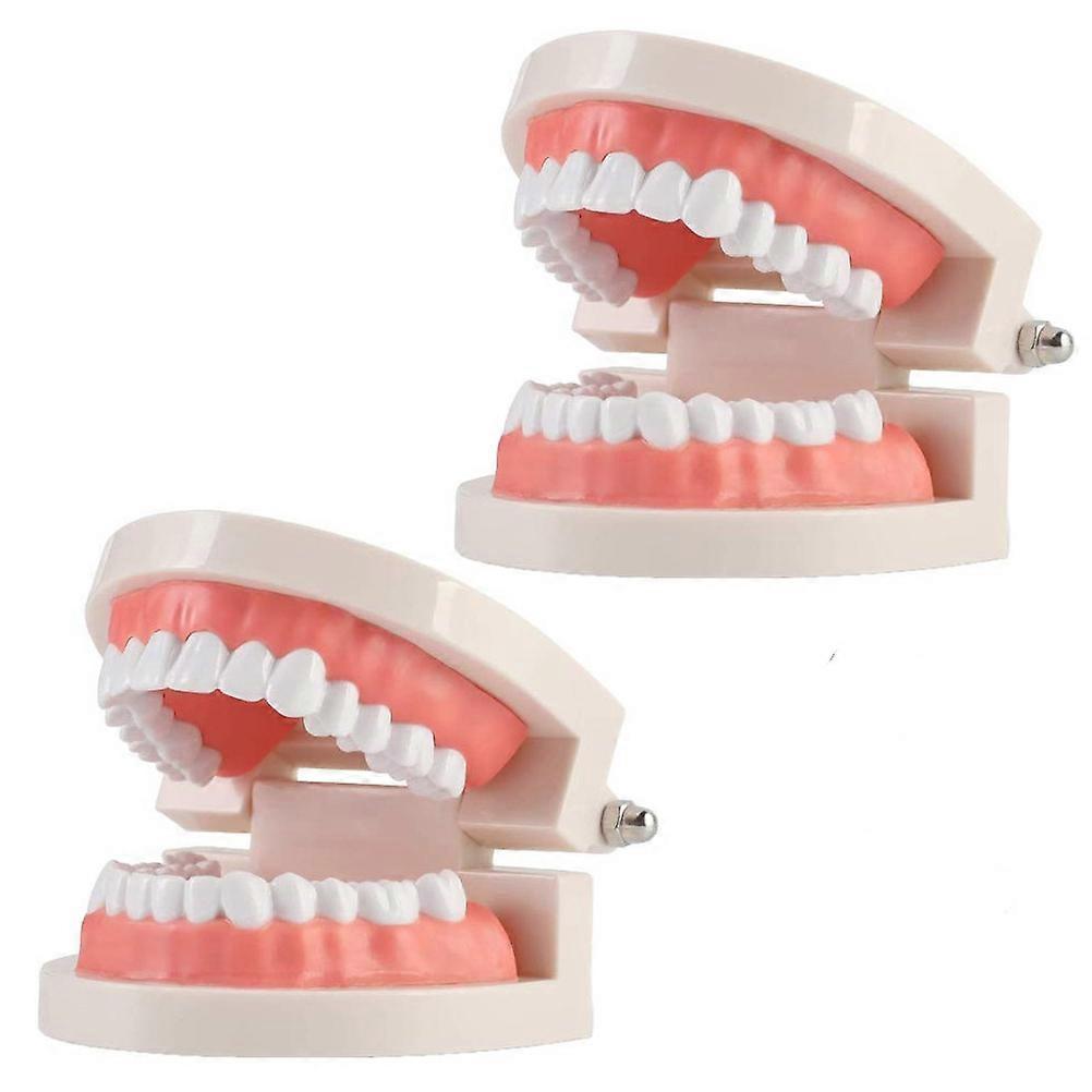 Child Teeth Model Useful Oral Education Tooth Model 2Pcs Plastic