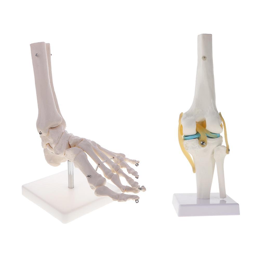 1:1 Human Knee Joint Skeleton +Human Skeleton Foot & Ankle Joint Model Kits