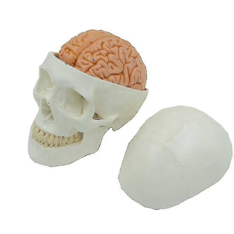 Two Pieces Human Skull And Brain Anatomy Model, 11 Parts, Life Size, Numbered, Anatomically Accurate, For Science Medical Teaching Learning