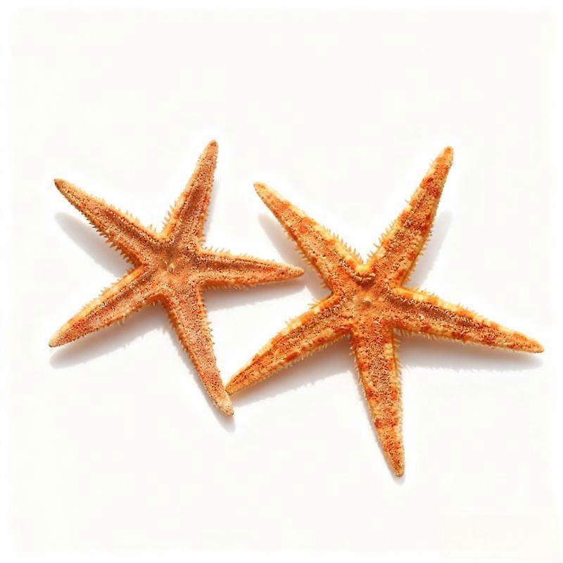 Mini Natural Dried Sugar Starfish Seashells Fish Tank Decorations