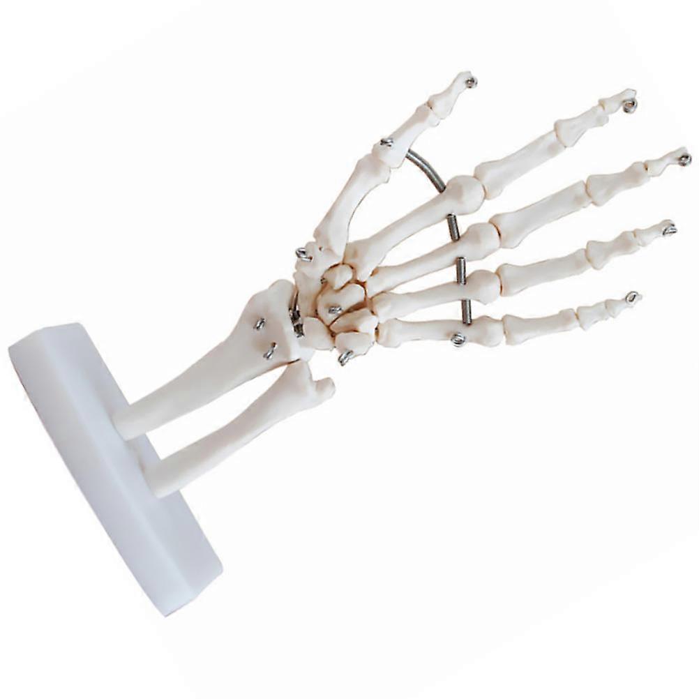 Human Hand Joint Model Hand Skeleton Simulation Model for Teaching Supply