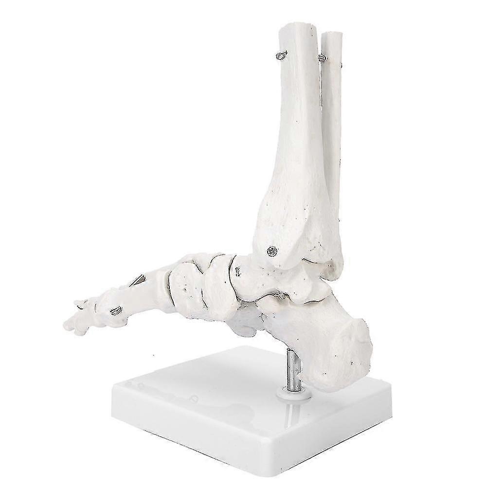Foot ankle joint model demonstration human foot teaching model with base