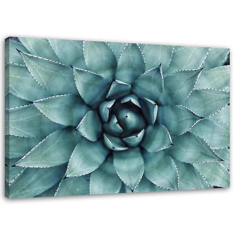 Leinwandbild, Blaue Aloe - 60x40