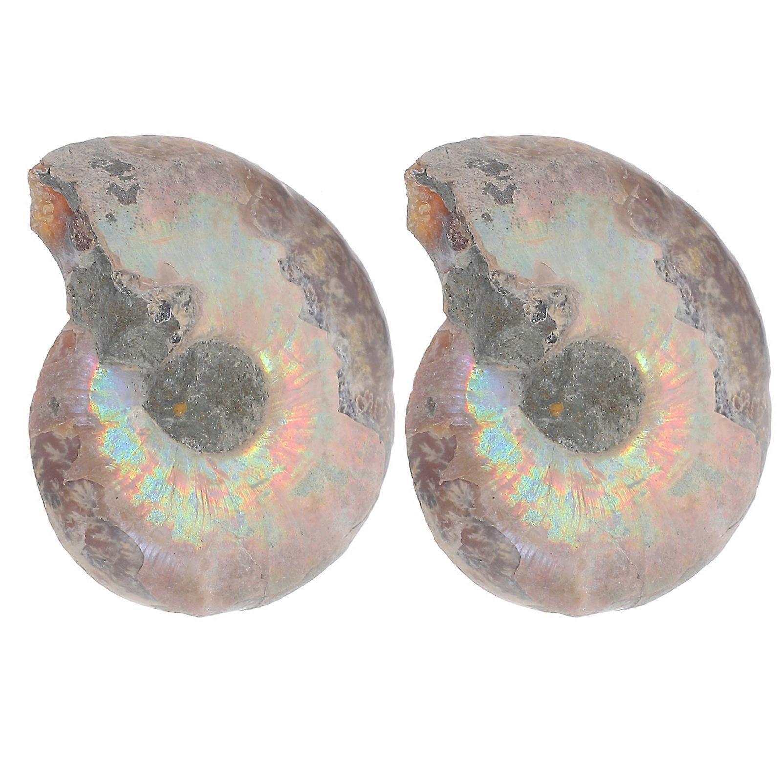 Pair Of Ammonite Slices 2Pcs Stunning Specimens Perfect For Office Decor And Nature Lovers Educational Decor