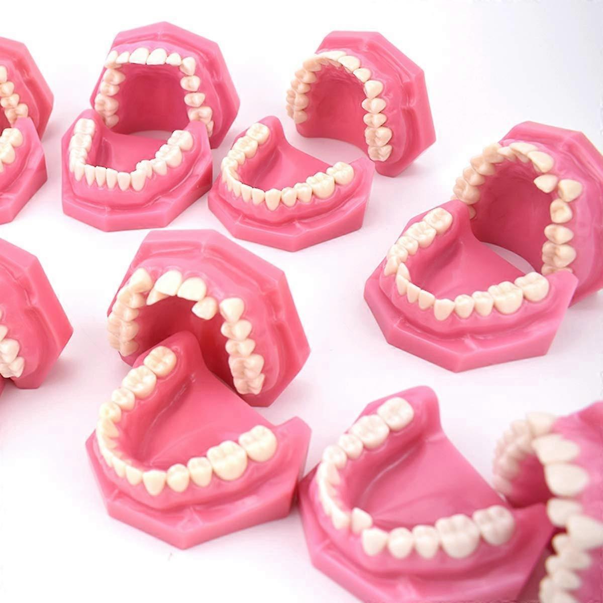 Dental Teeth Model 1:1 Scale Orthodontic Teaching Model for Malocclusion Demonstration PVC Set