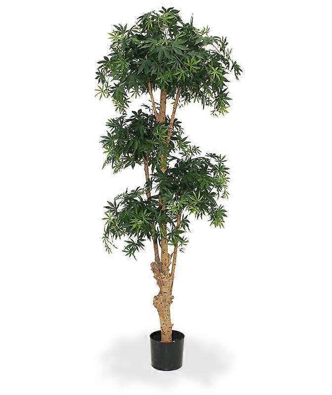 Acer Bonsai (170 cm)