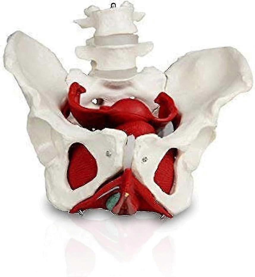 Γυναικείο μοντέλο λεκάνης με 2 οσφυϊκούς σπονδύλους Γυναικείο μοντέλο μυών πυελικού εδάφους Πρότυπο ανθρώπινου σκελετού για τη διδασκαλία της μαιευτικής