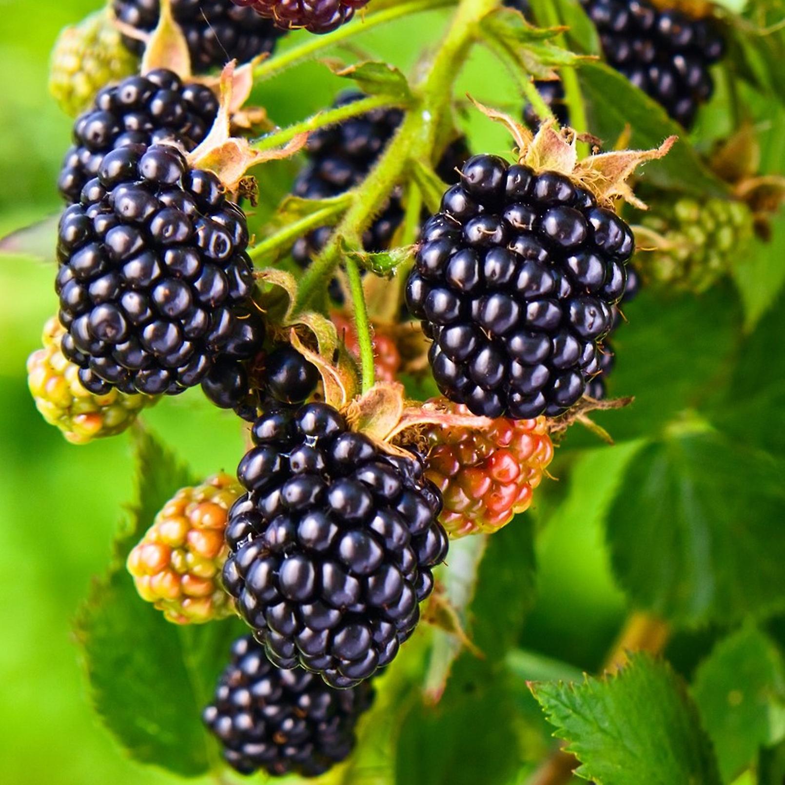 Blackberry Merton Thornless