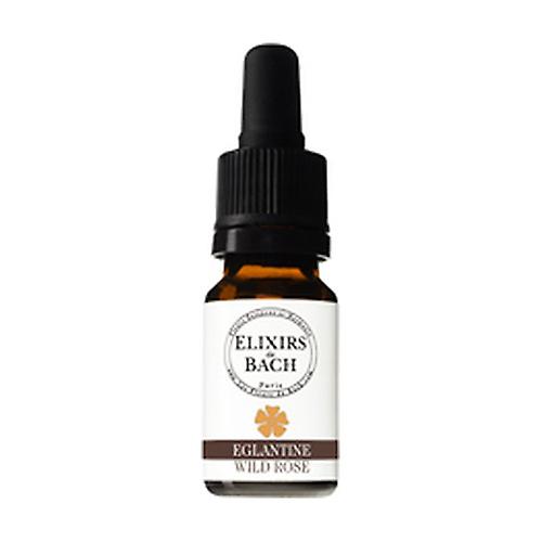 37 Eglantine 10 ml of floral elixir