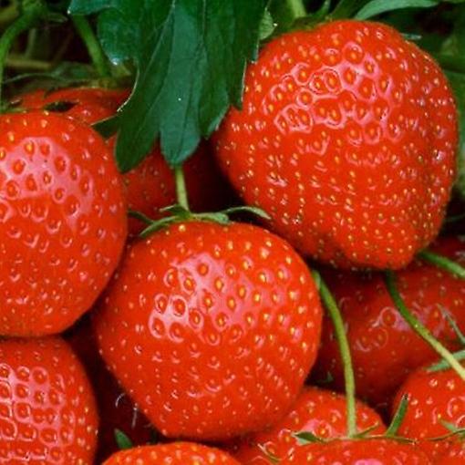 Morango Elsanta. Excelente prazo de validade.