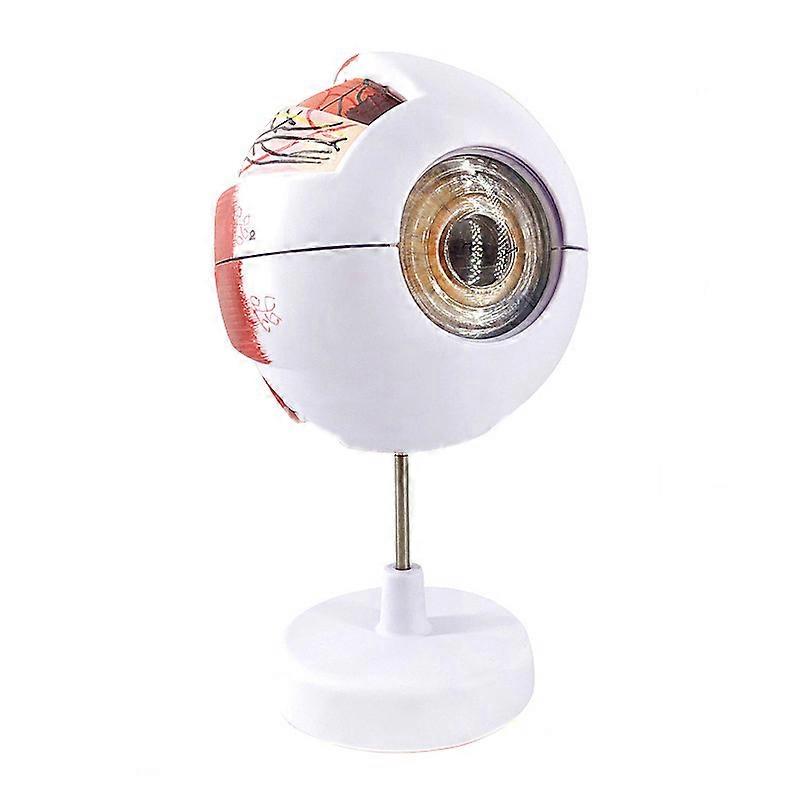 Human eyeball model 6 times magnification eyeball model ophthalmology teaching model
