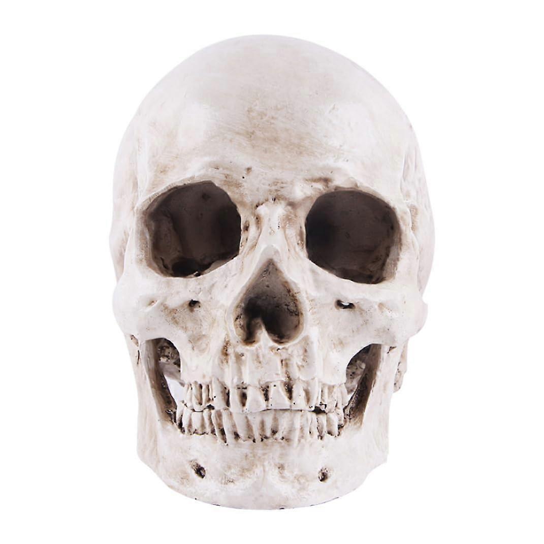 1pc Halloween Realistic Skull Anatomical Skeleton LifeSize Replica Human Skull Head Bone Model
