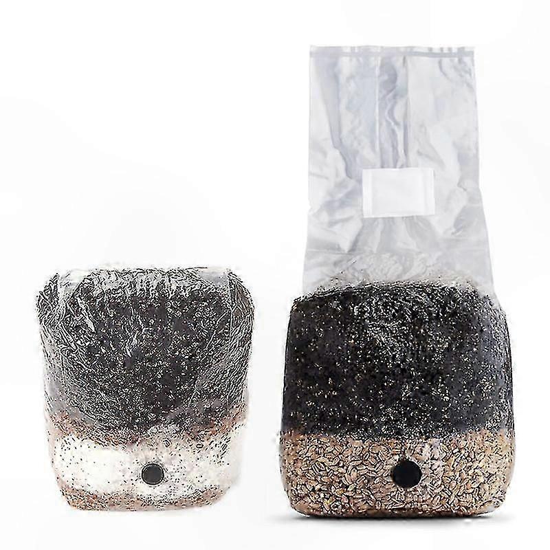 All-in-One Mushroom Cultivation Kit in a Bag | Sterilized Grain and Substrate Included | Simple Home Mushroom Growing Solution