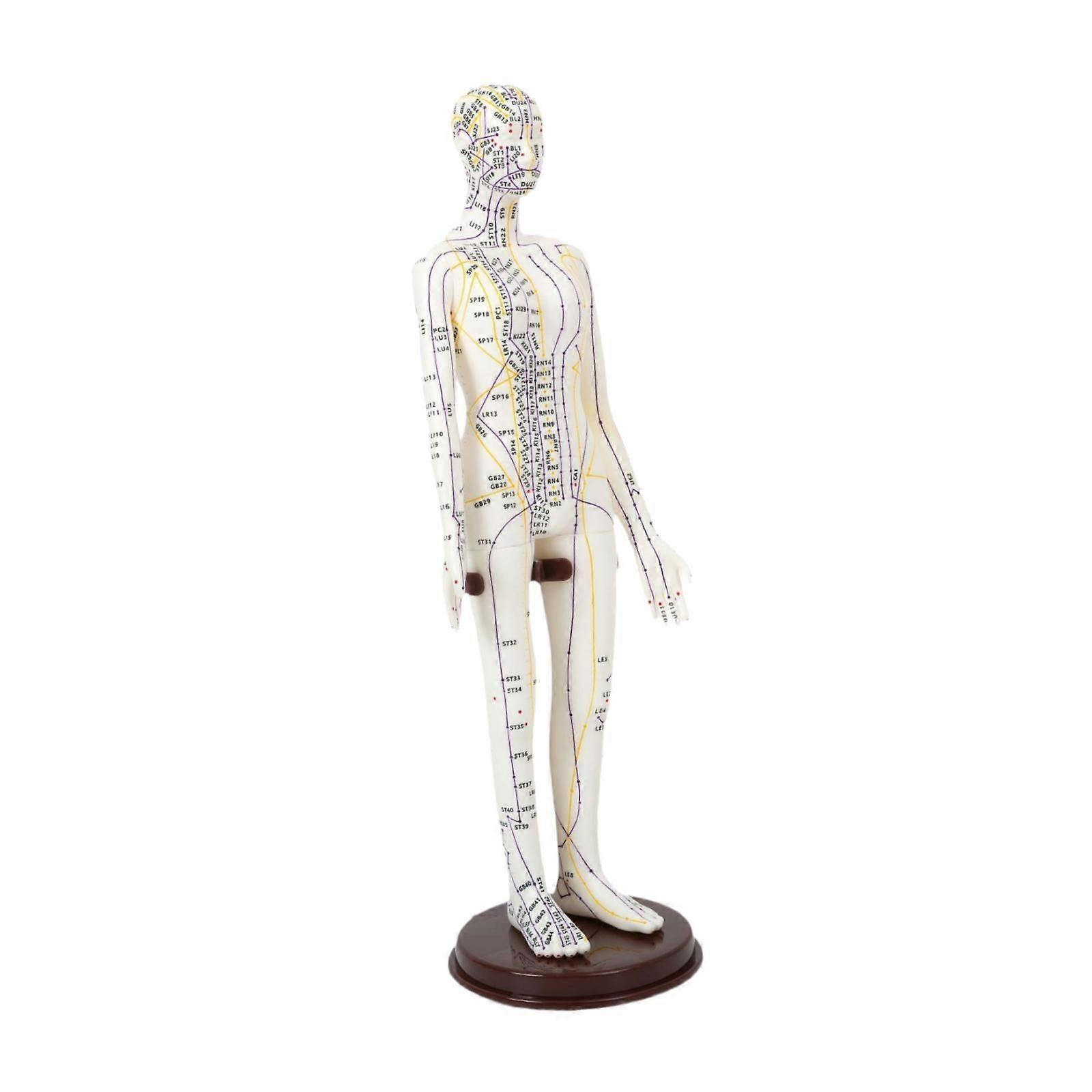 Acupuncture Model Height 20 inch with Base Multipurpose Human Practice Model Female Hard