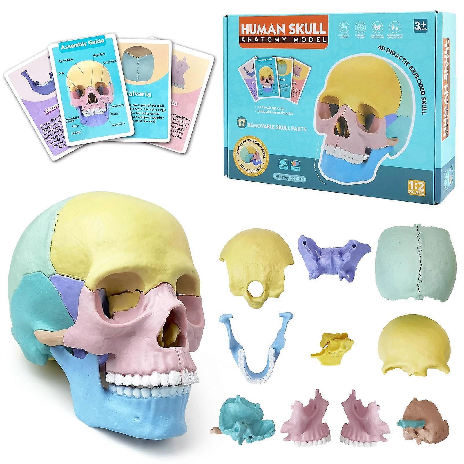 Mini Human Anatomy Skull Model - 17 Parts Half Life Size Colored Skull Model with 10 Educational Knowledge Cards for Teaching