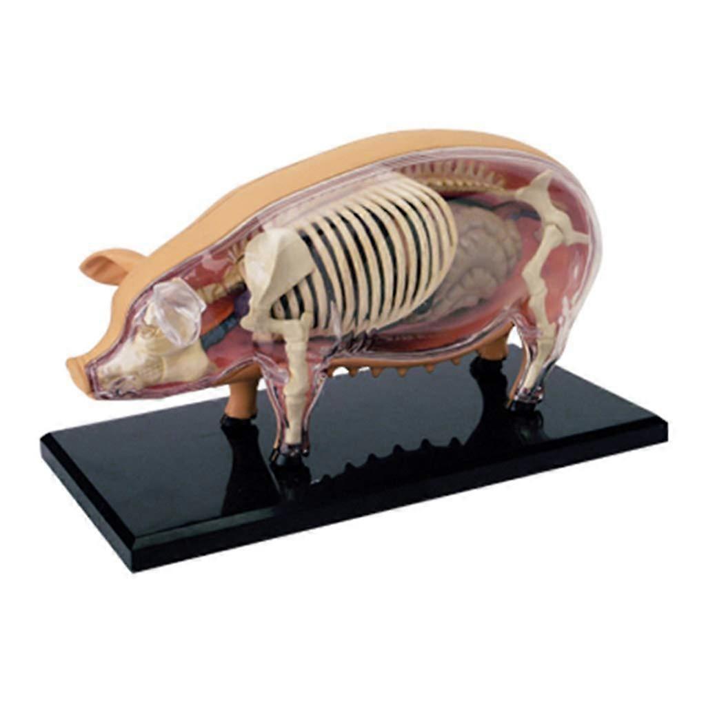 Teaching Models Pig Anatomy Skeleton Model with Detachable Organs, Educational Plastic Body Parts for School Use