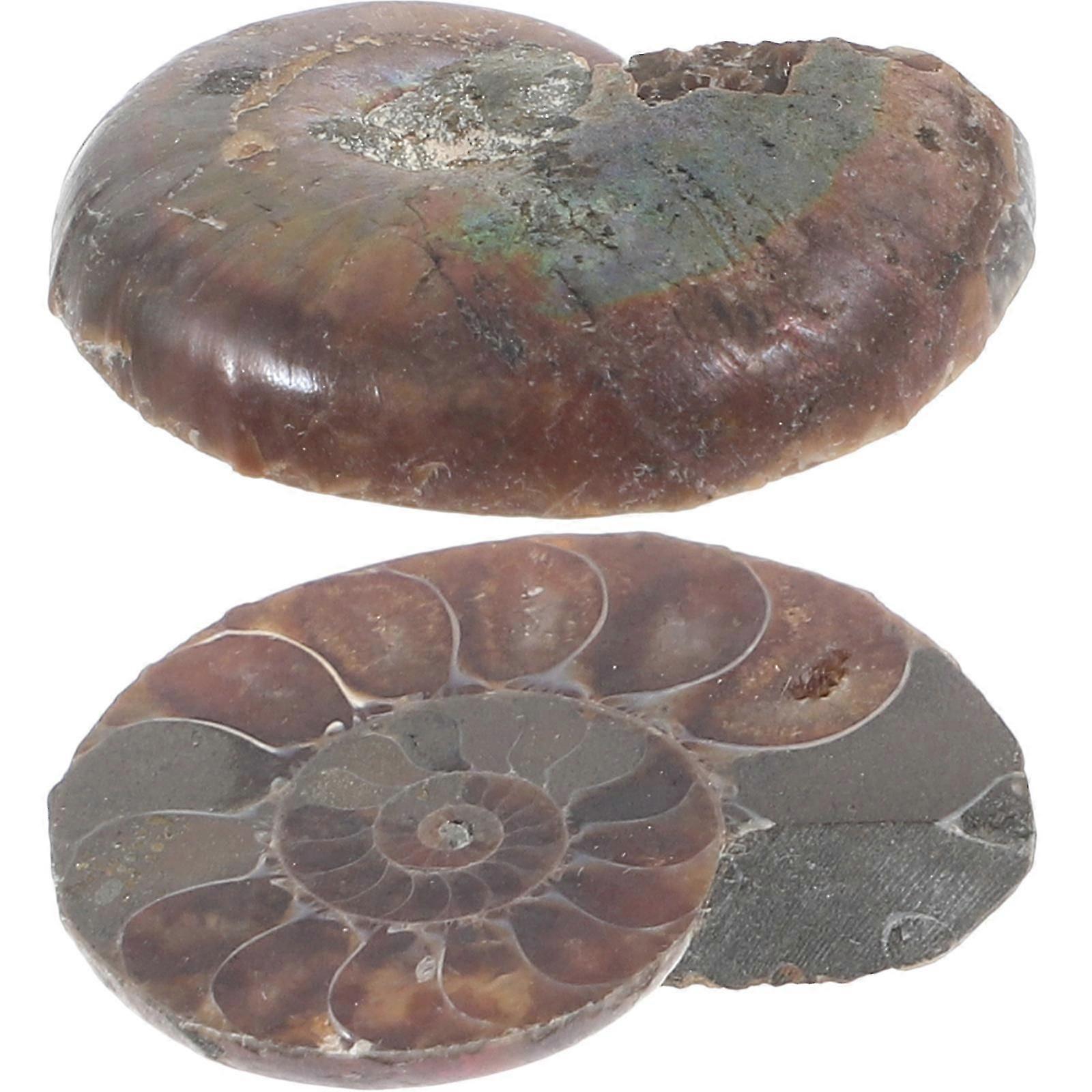 Natural Ammonite Model, 2Pcs Educational Specimen