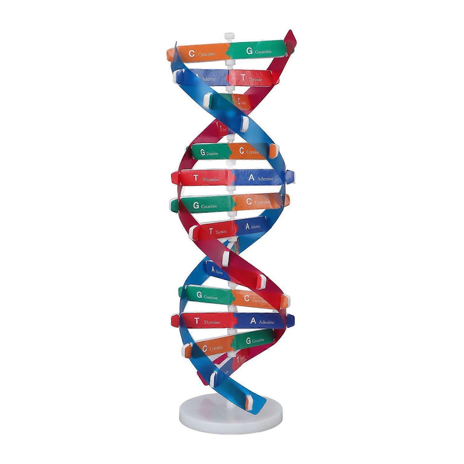 Colorful Double Helix Human DNA Model - Assembled Science Educational Tool