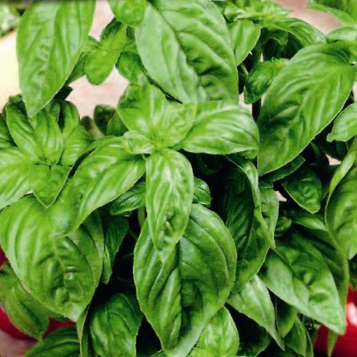 Albahaca. Mucho más conocida como albahaca dulce.