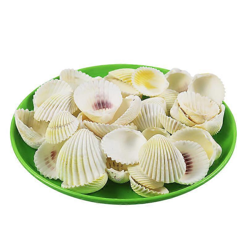 500g Shell Mix Ocean Beach Shell Natural Colorful Shell Decoration Craft (Multicolor)