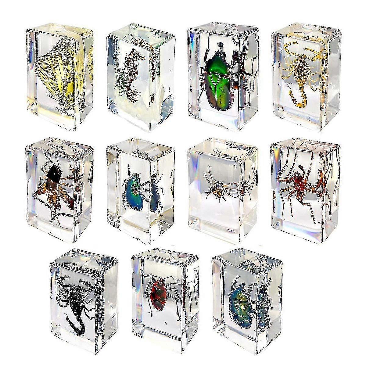11pcs Resin Insect Specimens, Insect Paper Weight, Resin Real Insects, Various Insect Specimens