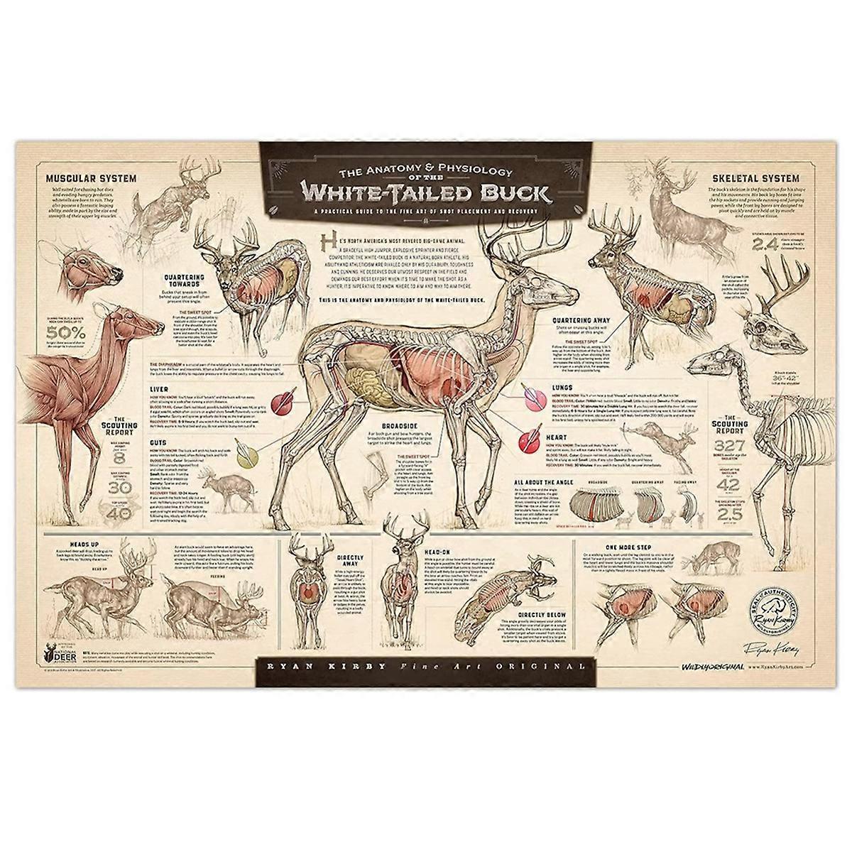 "The Growth and Maturity of the White-Tailed Buck" Paper Print B