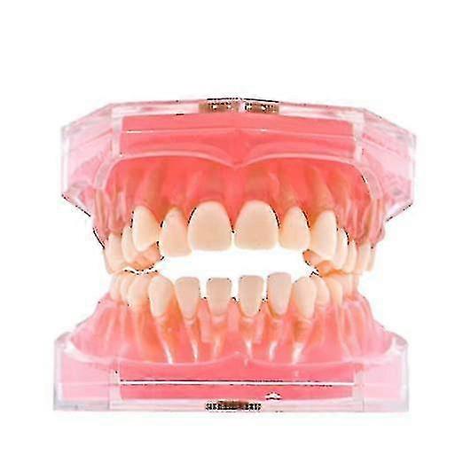Removable Tooth Model Silicone Material Soft And Bendable Tooth Model Laboratory Material Teaching Tool 1 Piece Flesh Pink
