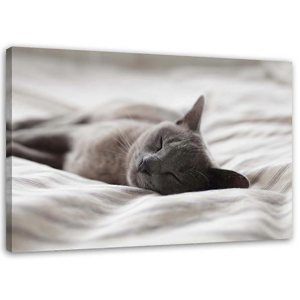 Fotobehang, Slapende Kat - 90x60