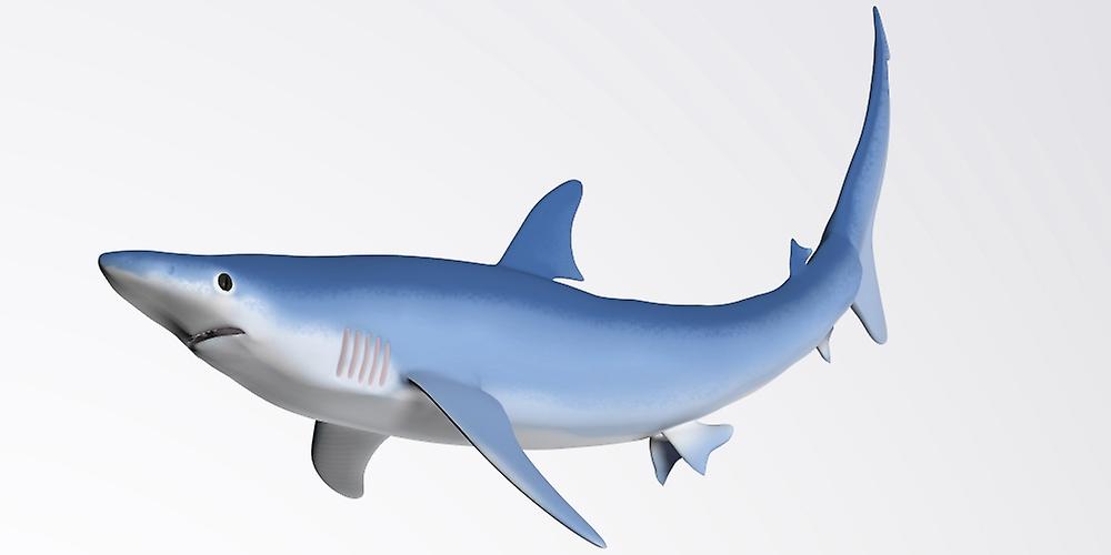 Blue Shark Profile Poster