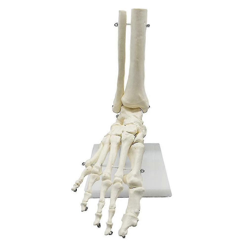 1 :1 Pied Squelette Humain Anatomie Modèle Pied Et Cheville Avec Modèle Anatomique Anatomie Enseignement Resourc-HYJ
