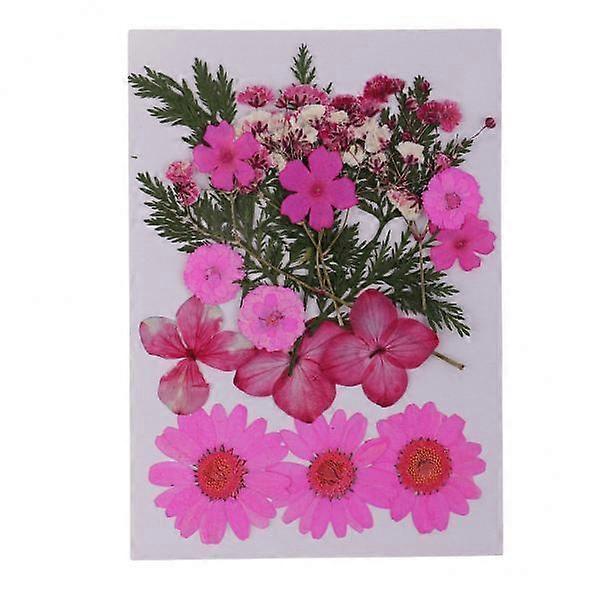 5 Press Sheets Leave Real Pressed Dried Flowers for DIY