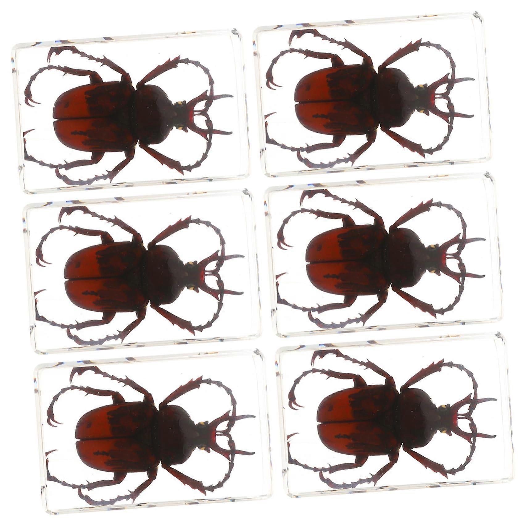 Pack of 6 preserved spider specimens made of resin, real insect samples.