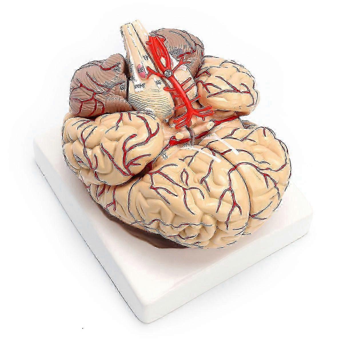 1: 1 Life Size Human Anatomical Brain Pro Dissection Organ Teaching Model