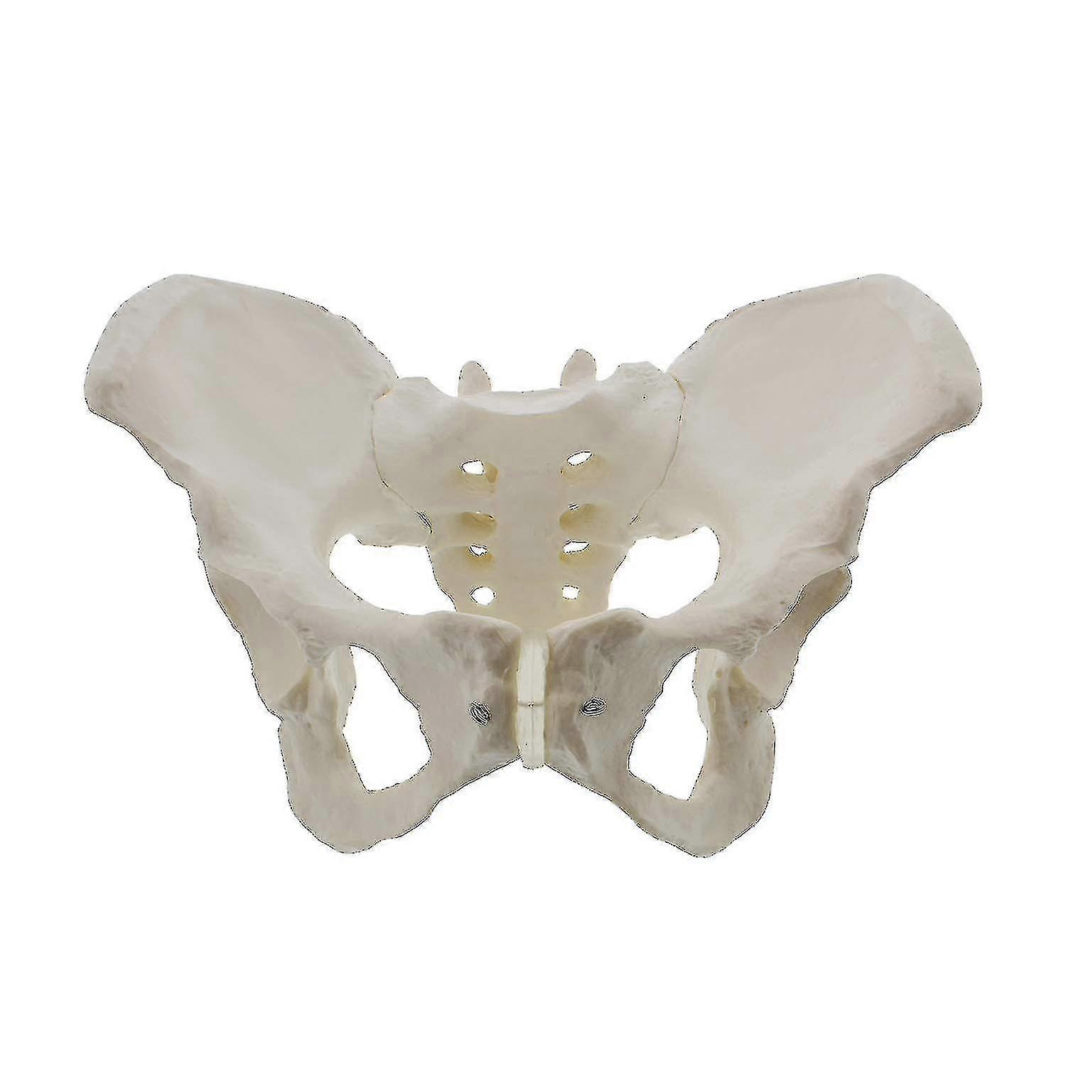 Γυναικείο πυέλο μεγέθους ζωής, ισχίο - γυναικεία ανατομία, πυελική γυναίκα πυελική πυελική ισχίου