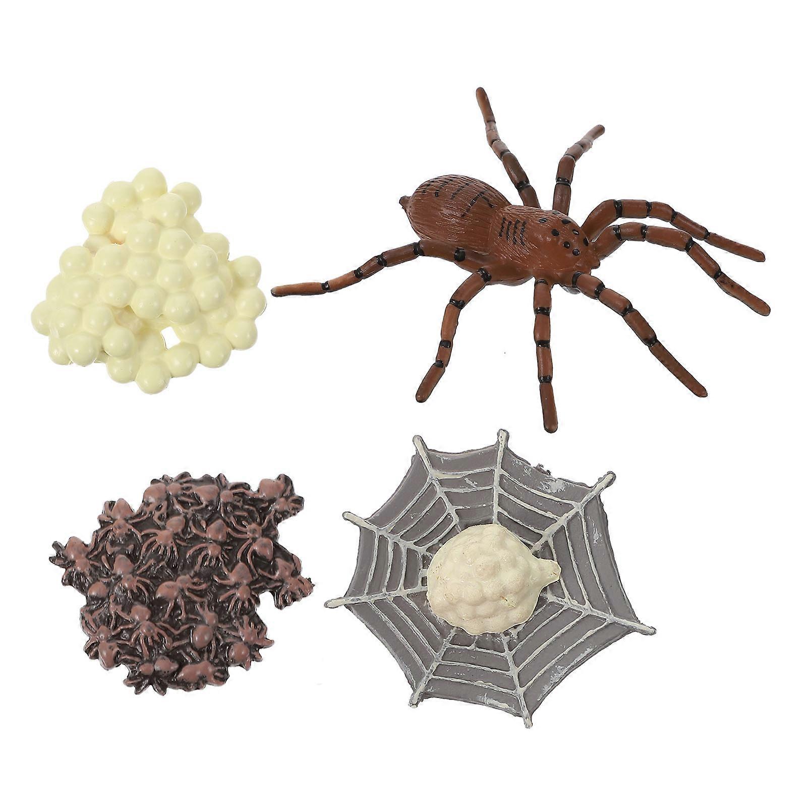 1 Set Arthropod Life Cycle Of Spider Model Animals Growth Cycle Model Toy