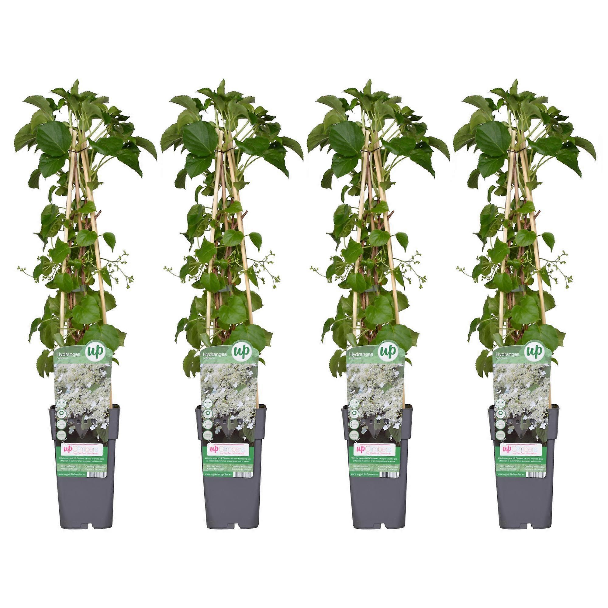 Hydrangea petiolaris - Hydrangea | 4 pieces - 55-65cm - Ø15cm