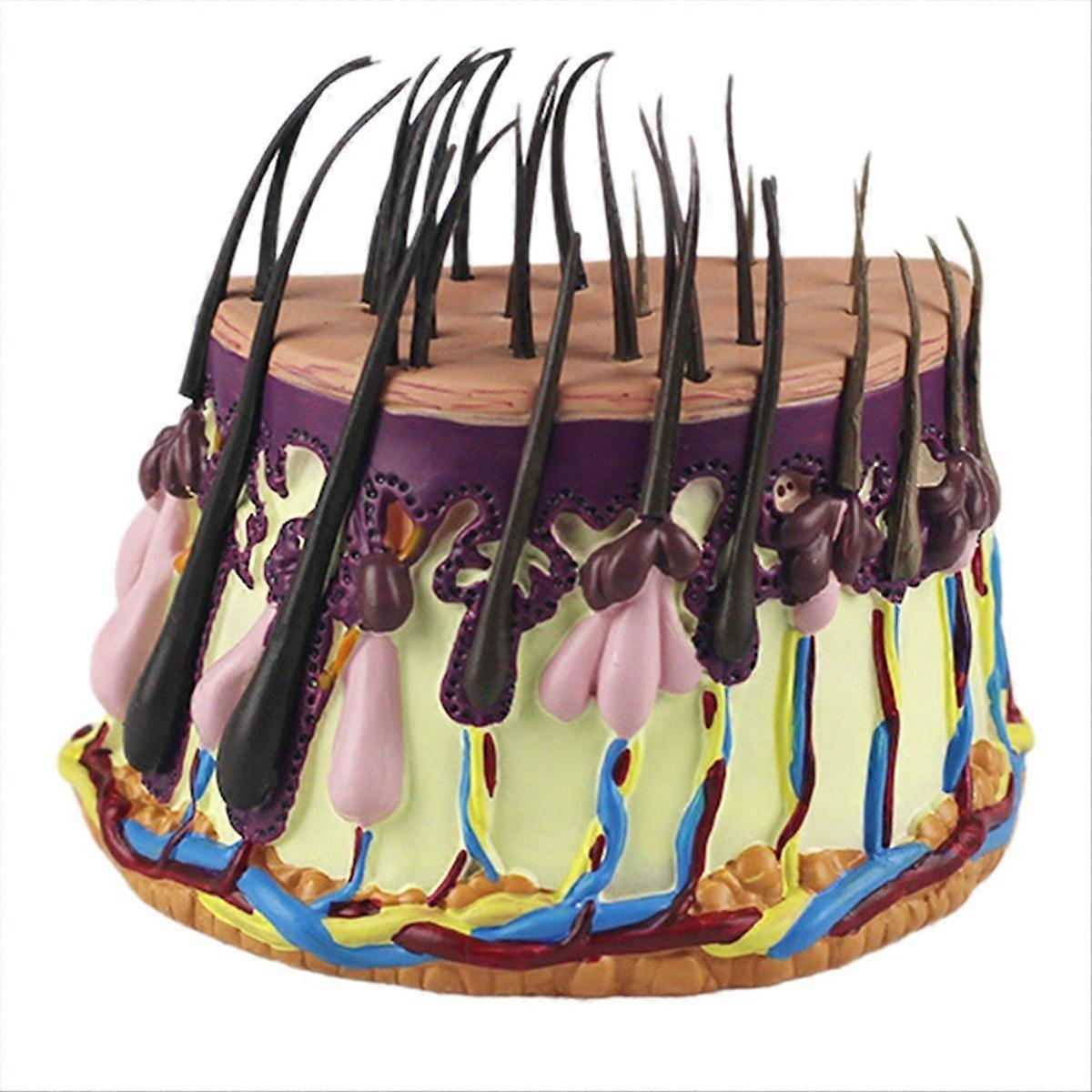  Human Skin Anatomy Model Hair Growth Process