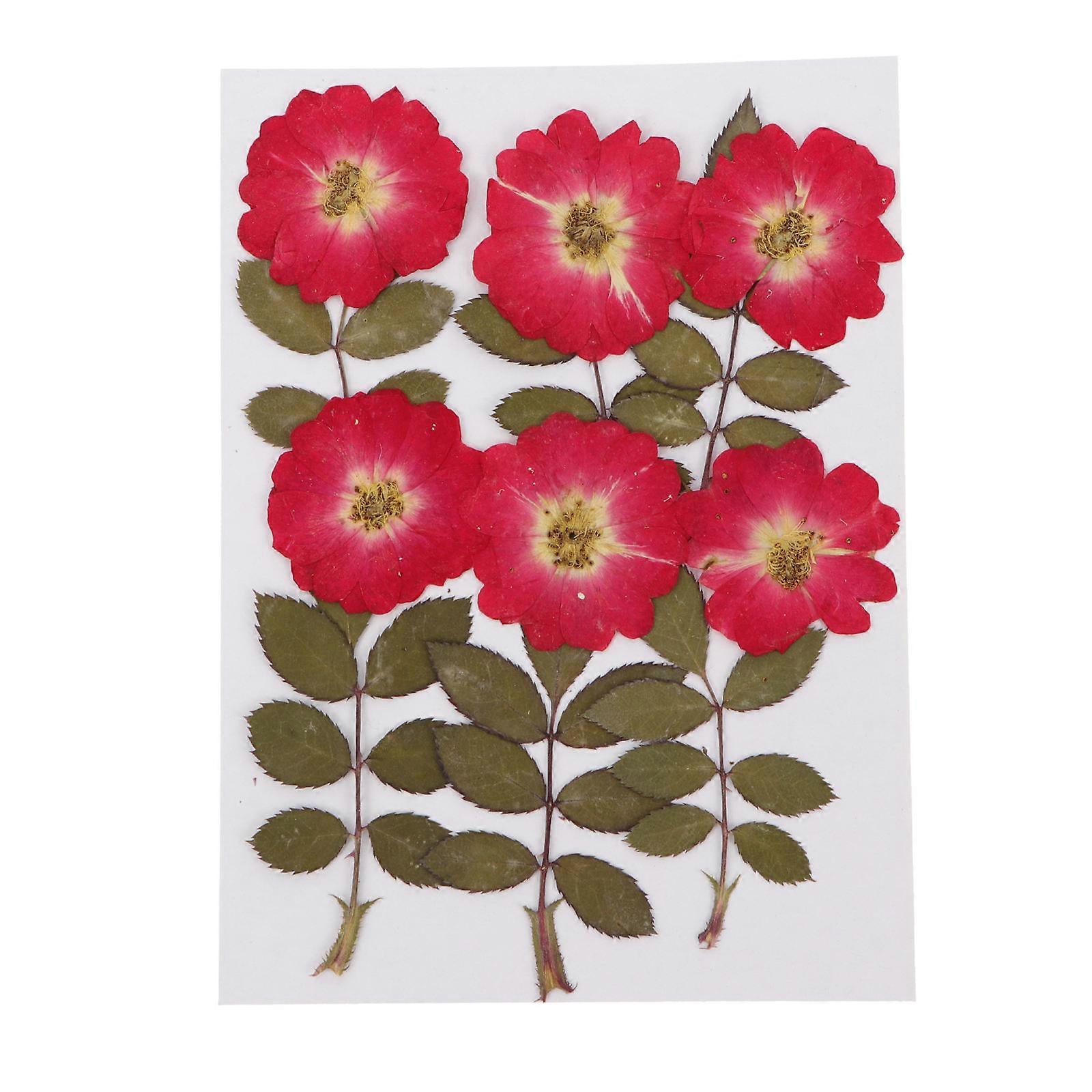 Decorative Flowers Dried Pressed Flowers Diy Handcraft Photo Prop Red 12Pcs