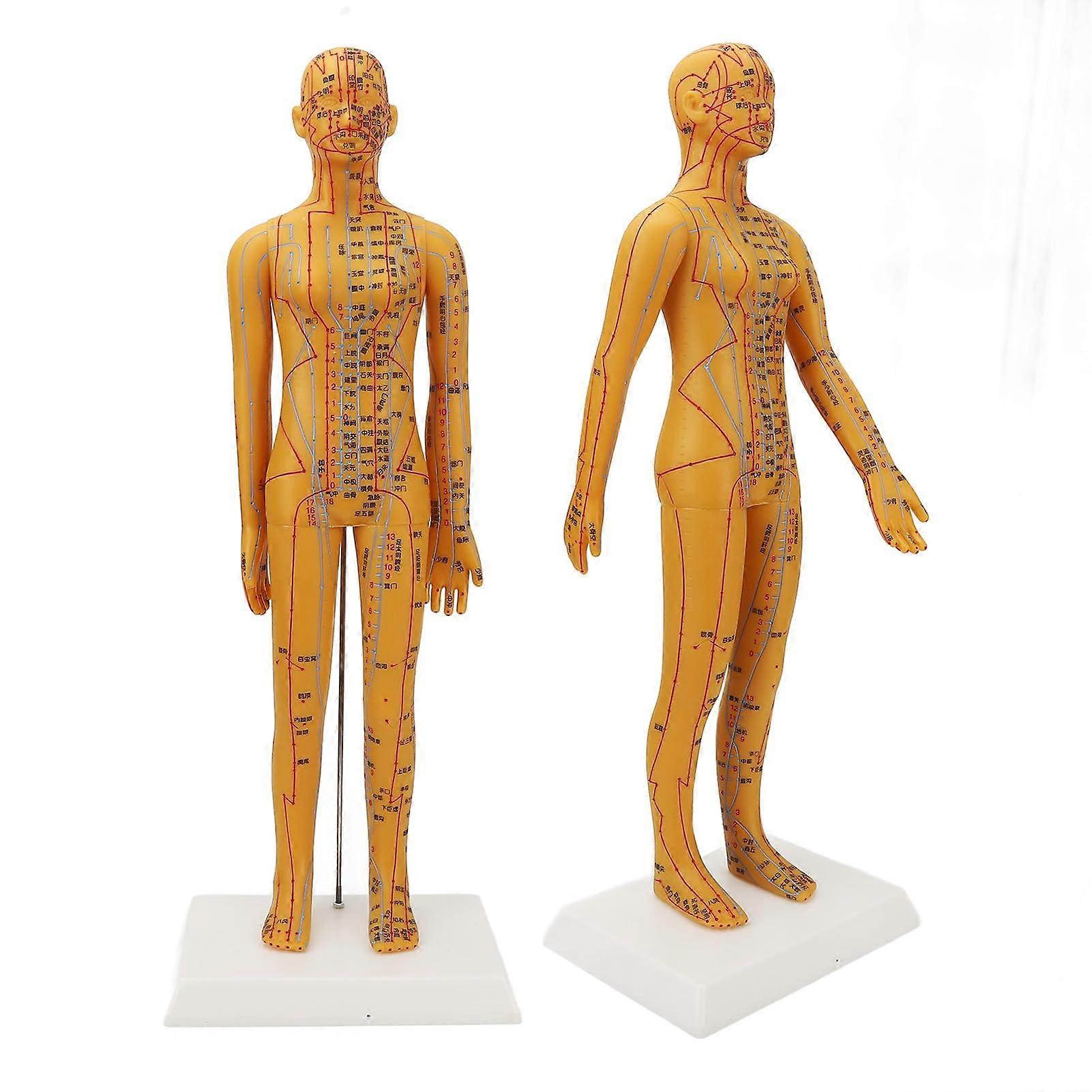Acupuncture Model For Women 20.9-Inch High-Resolution Clear Chinese Anatomy Model For Teaching