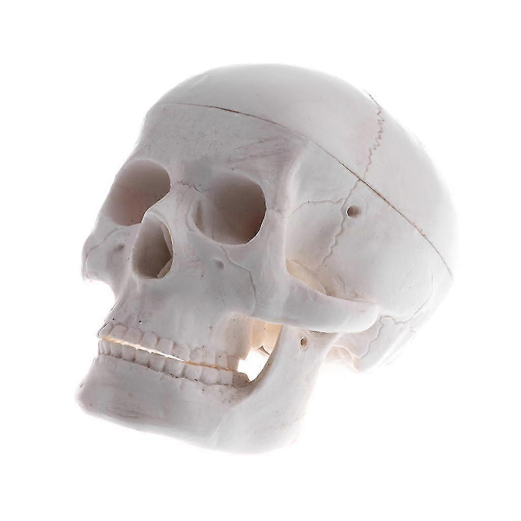 Teaching Mini Skull Human Anatomical Anatomy Head Medicine Model Educational
