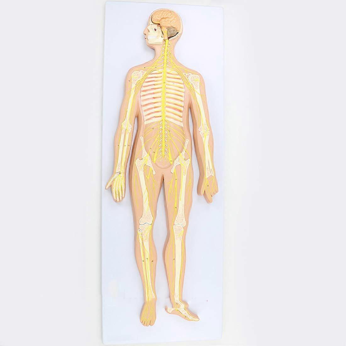 Human Nervous System Model with 33 Labeled Reference Points, Large Anatomical Brain and Spinal Cord Display for Medical Teaching