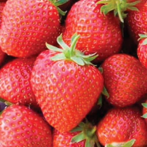 Eper Honeoye. Korai termésfajta.